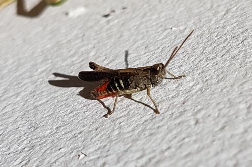Omocestus rufipes